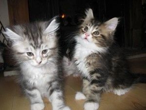 Maine-Coon-Katzen abzugeben