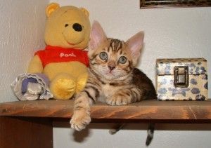Entzückende Bengal-Kätzchen zu verkaufen