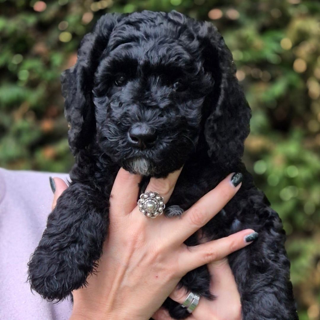 Entzückende Labradoodle-Welpen suchen ein liebevolles Zuhause!