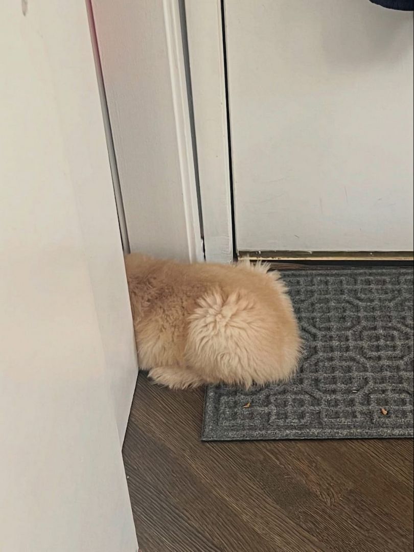 Entzückende Golden-Retriever-Welpen suchen ein liebevolles Zuhause!