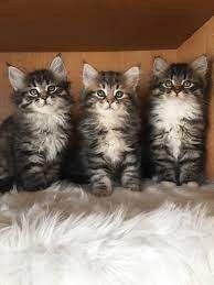 Maine-Coon-Kätzchen