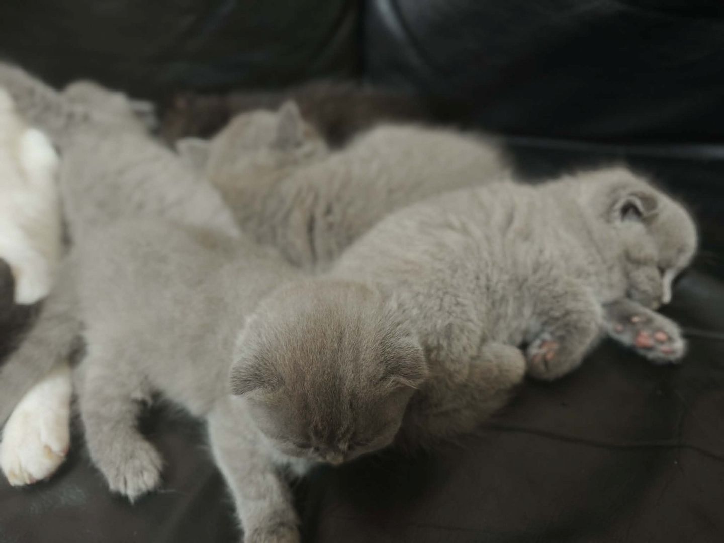 Katzen baby