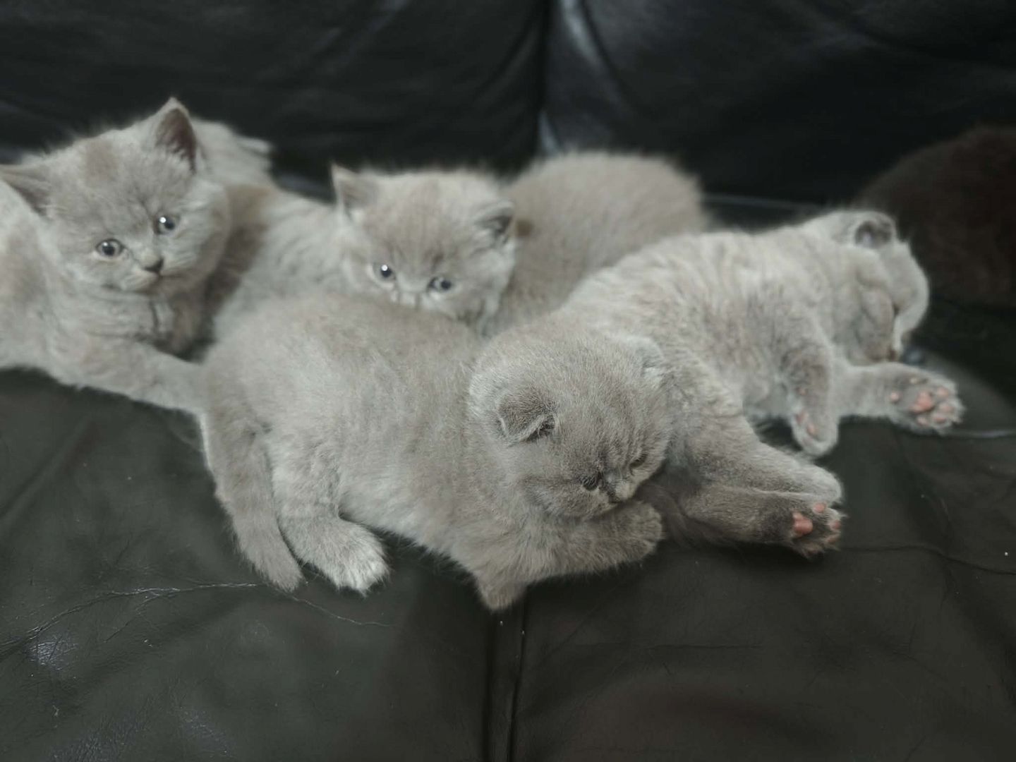 Katzen baby