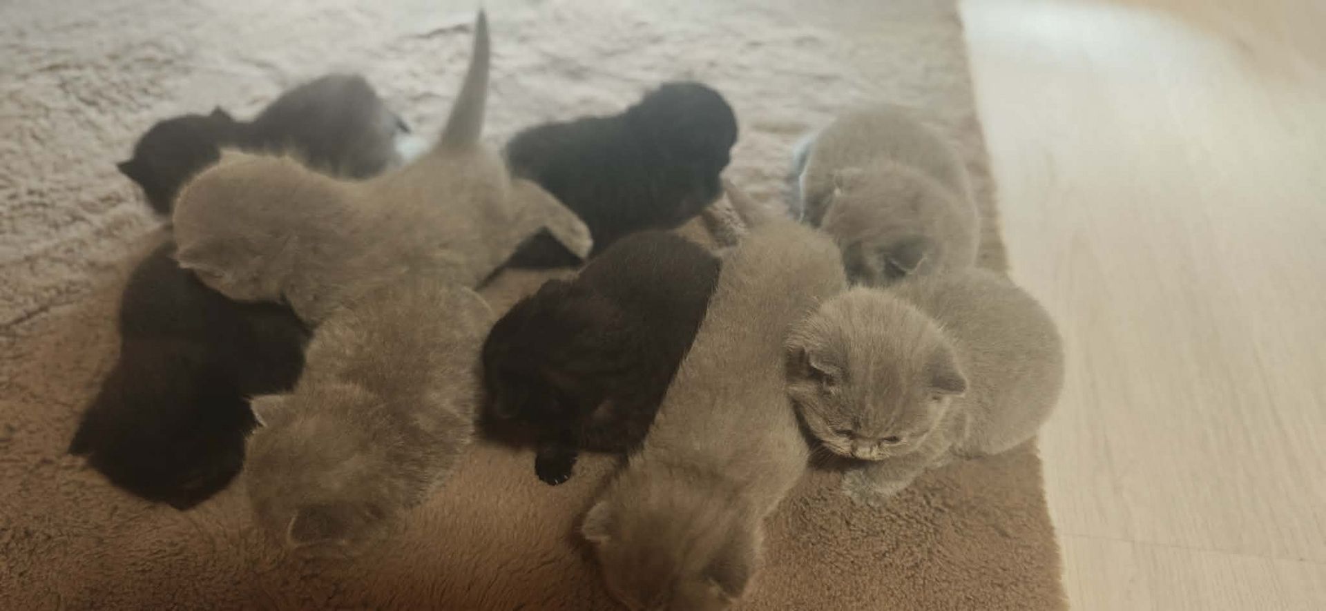 Katzen baby