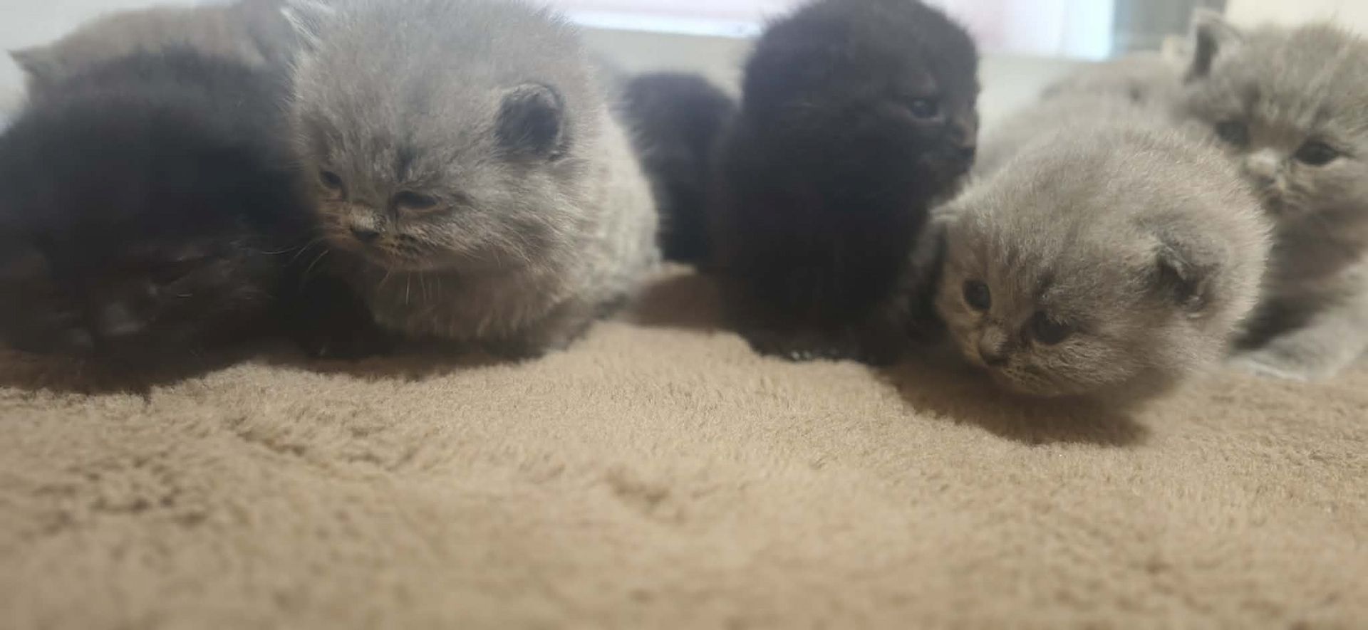 Katzen baby