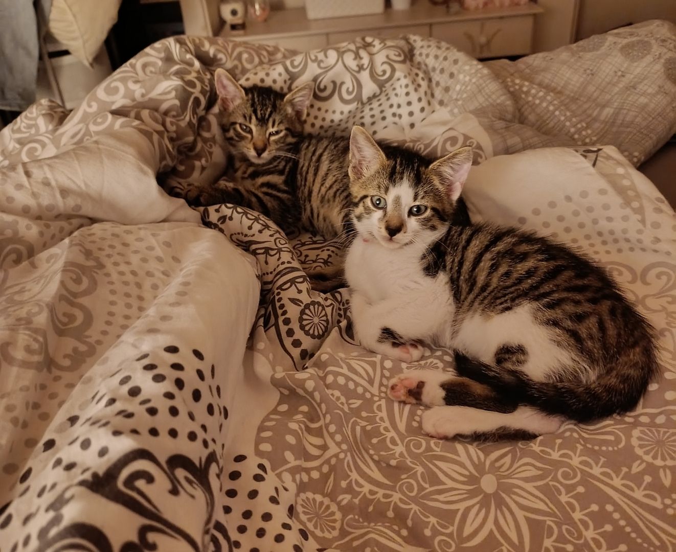 Europäisch Kurzhaar Kitten