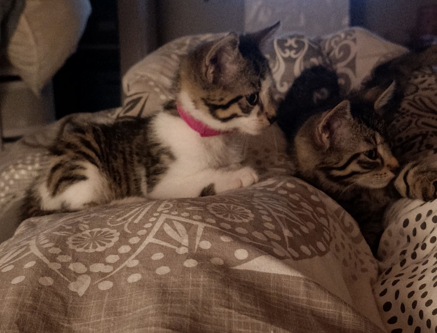 Europäisch Kurzhaar Kitten