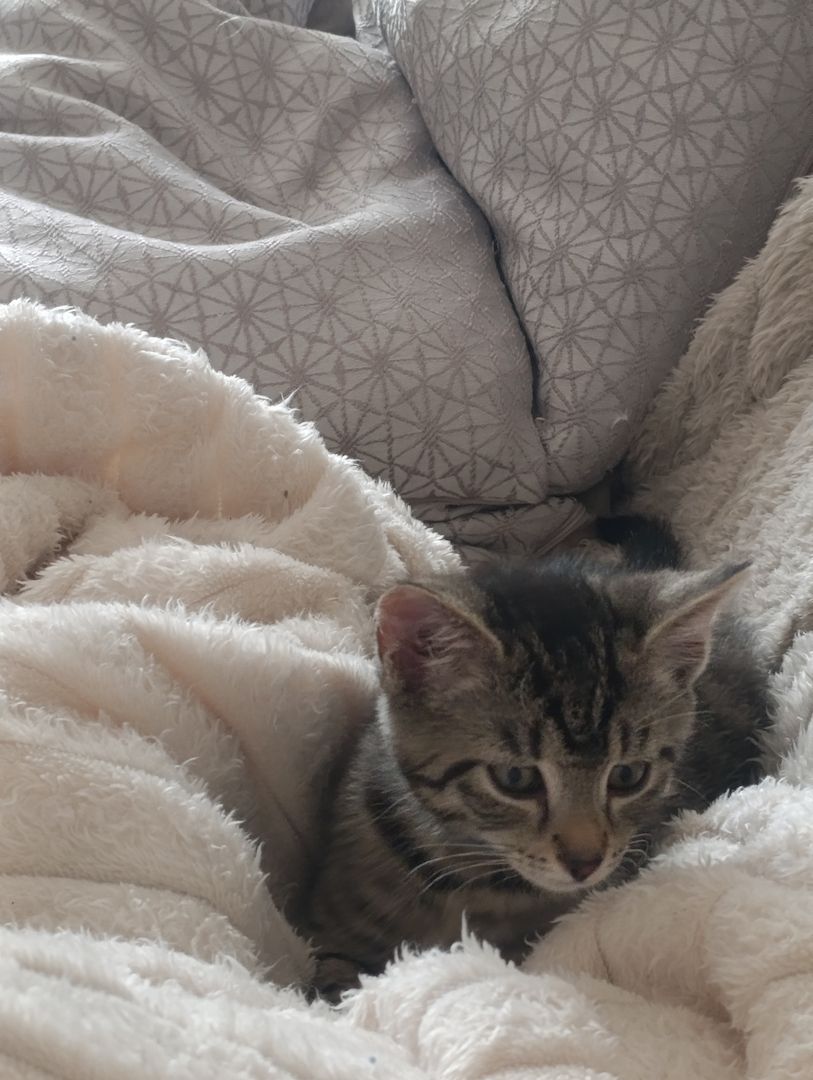 Europäisch Kurzhaar Kitten