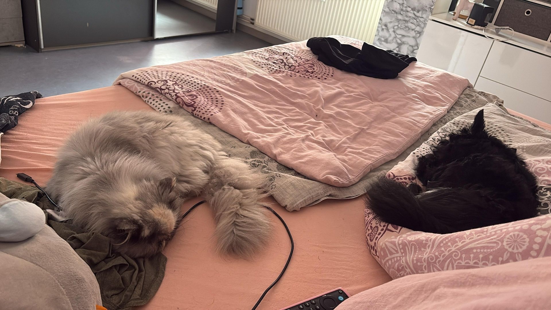 Europäisch Kurzhaar Kitten
