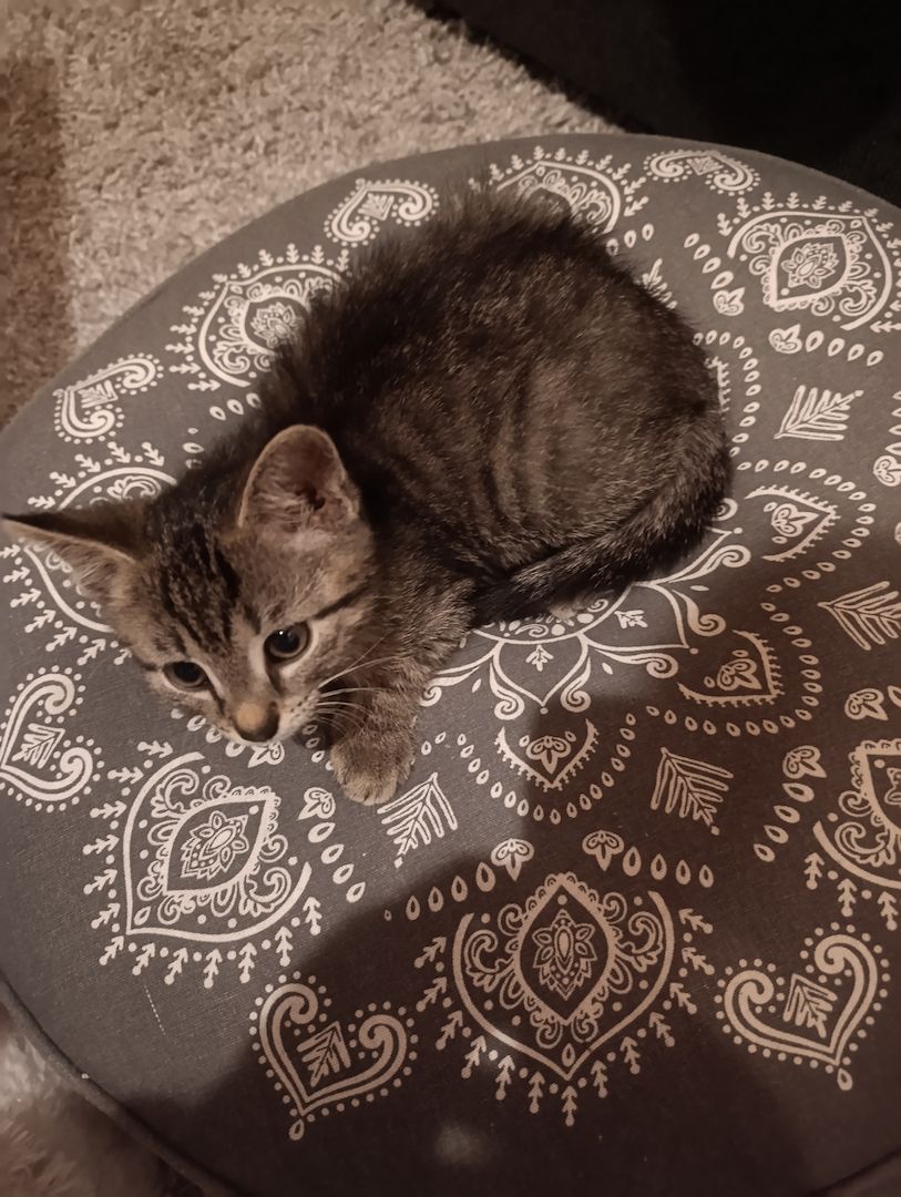 Europäisch Kurzhaar Kitten
