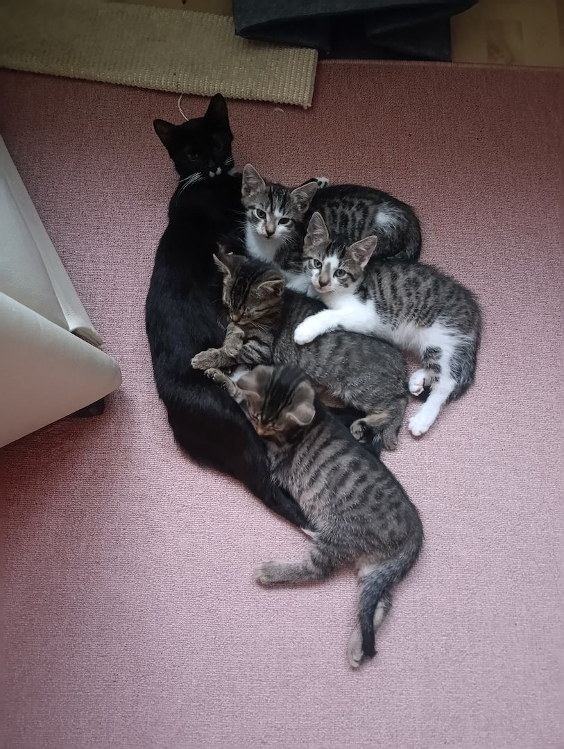 Europäisch Kurzhaar Kitten