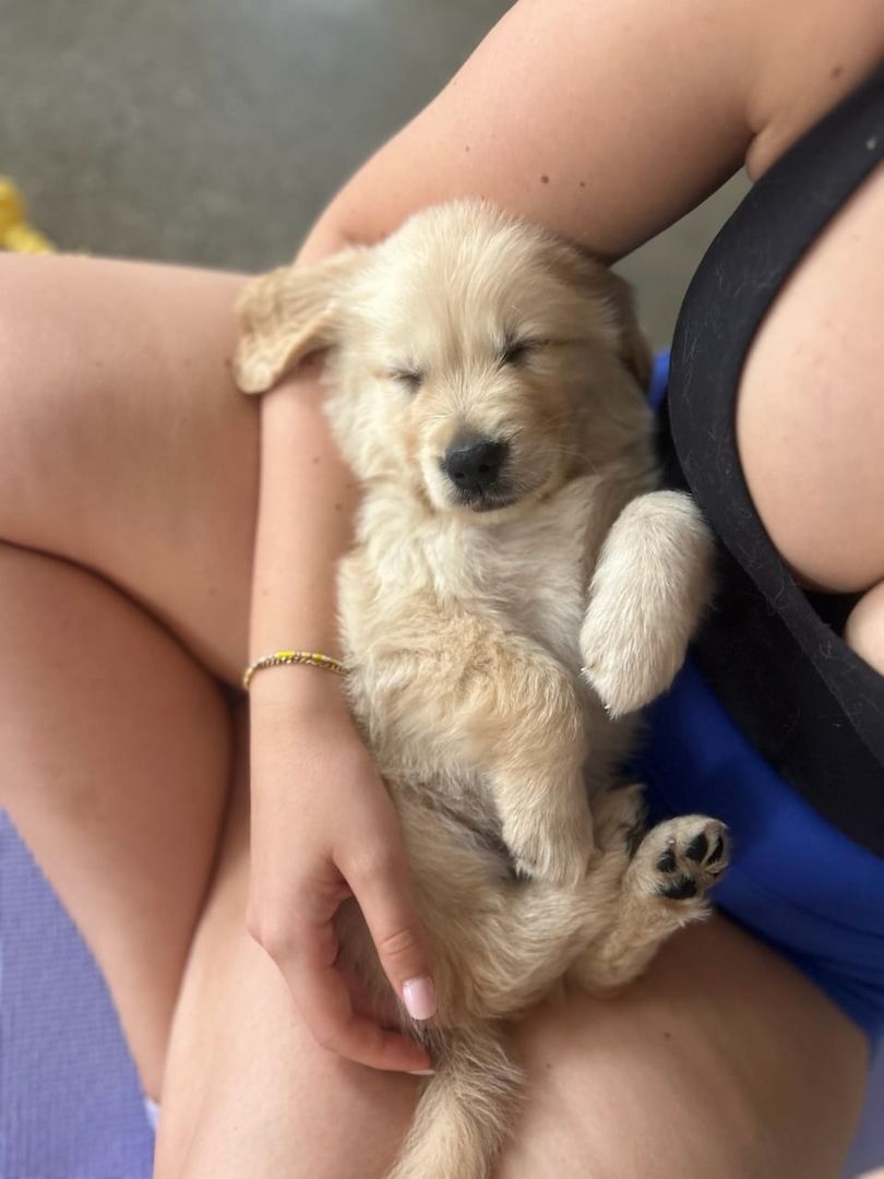 Entzückende Golden-Retriever-Welpen suchen ein liebevolles Zuhause!