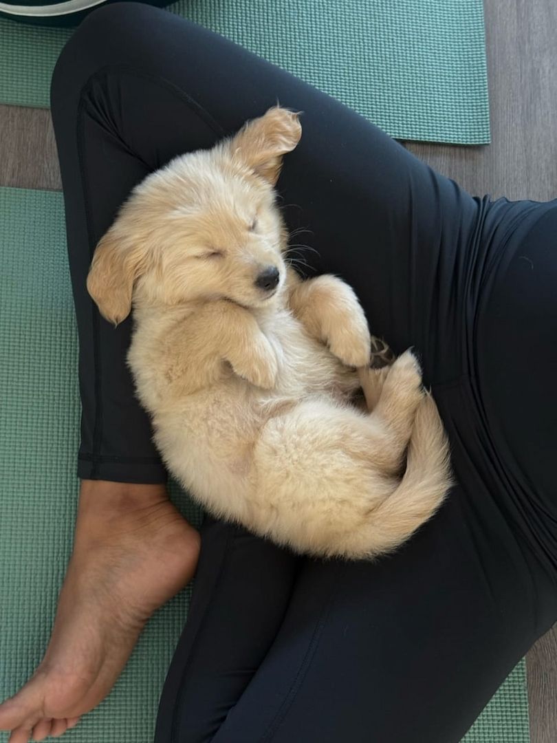 Entzückende Golden-Retriever-Welpen suchen ein liebevolles Zuhause!