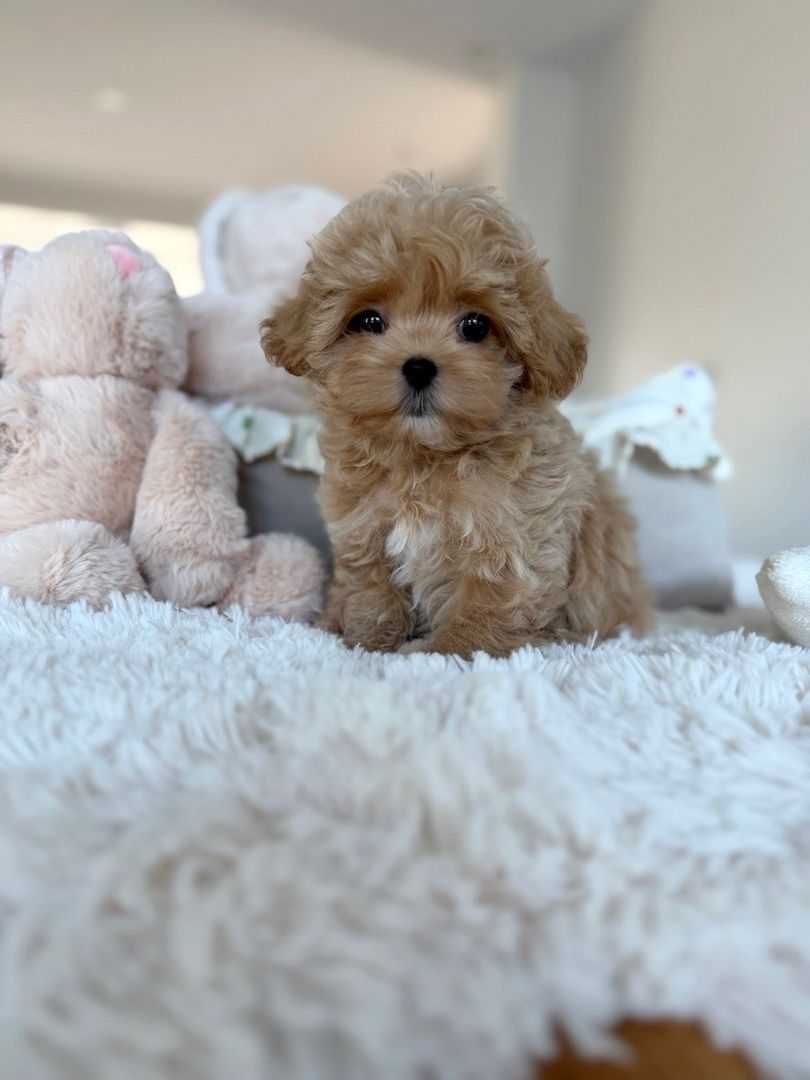 Entzückende Maltipoo-Welpen suchen ein liebevolles Zuhause!
