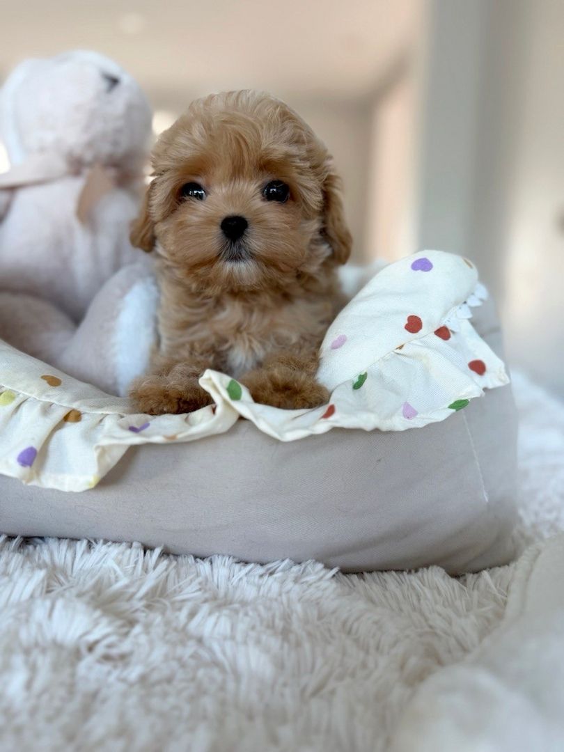 Entzückende Maltipoo-Welpen suchen ein liebevolles Zuhause!
