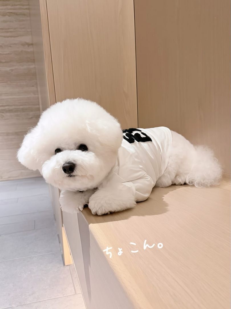 Entzückende Bichon-Frisé-Welpen suchen ein liebevolles Zuhause!