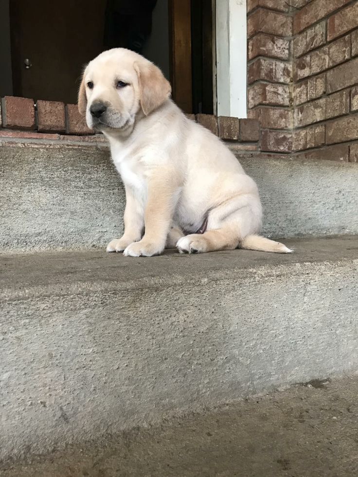 Labrador-Welpen. WhatsApp: +44 7469 456352