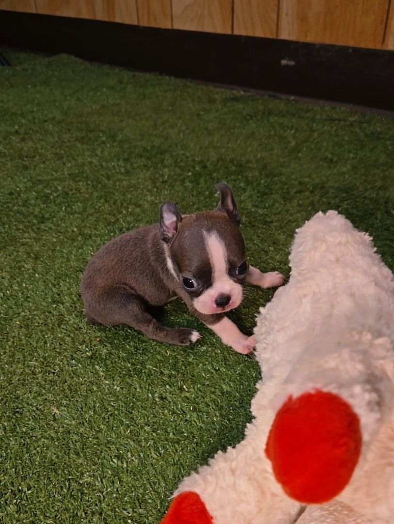 Entzückende Boston-Terrier-Welpen suchen ein liebevolles Zuhause!