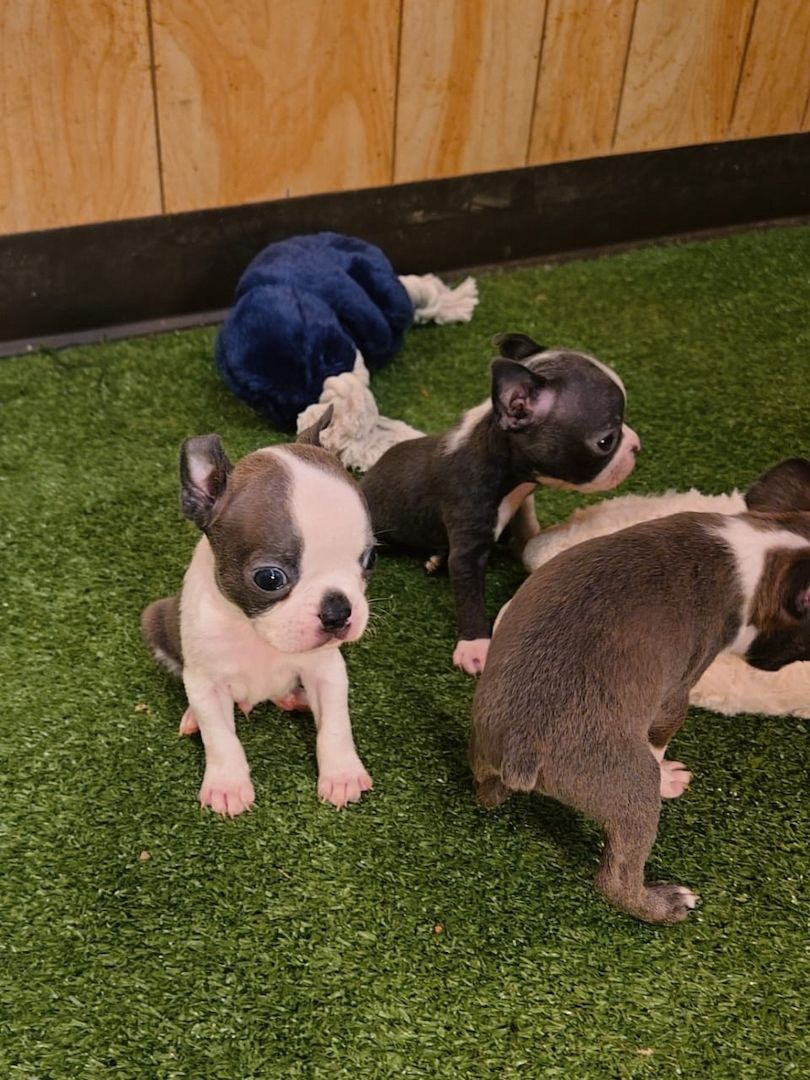 Entzückende Boston-Terrier-Welpen suchen ein liebevolles Zuhause!