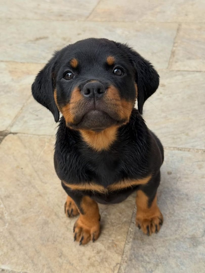 Entzückende Rottweiler-Welpen suchen ein liebevolles Zuhause!