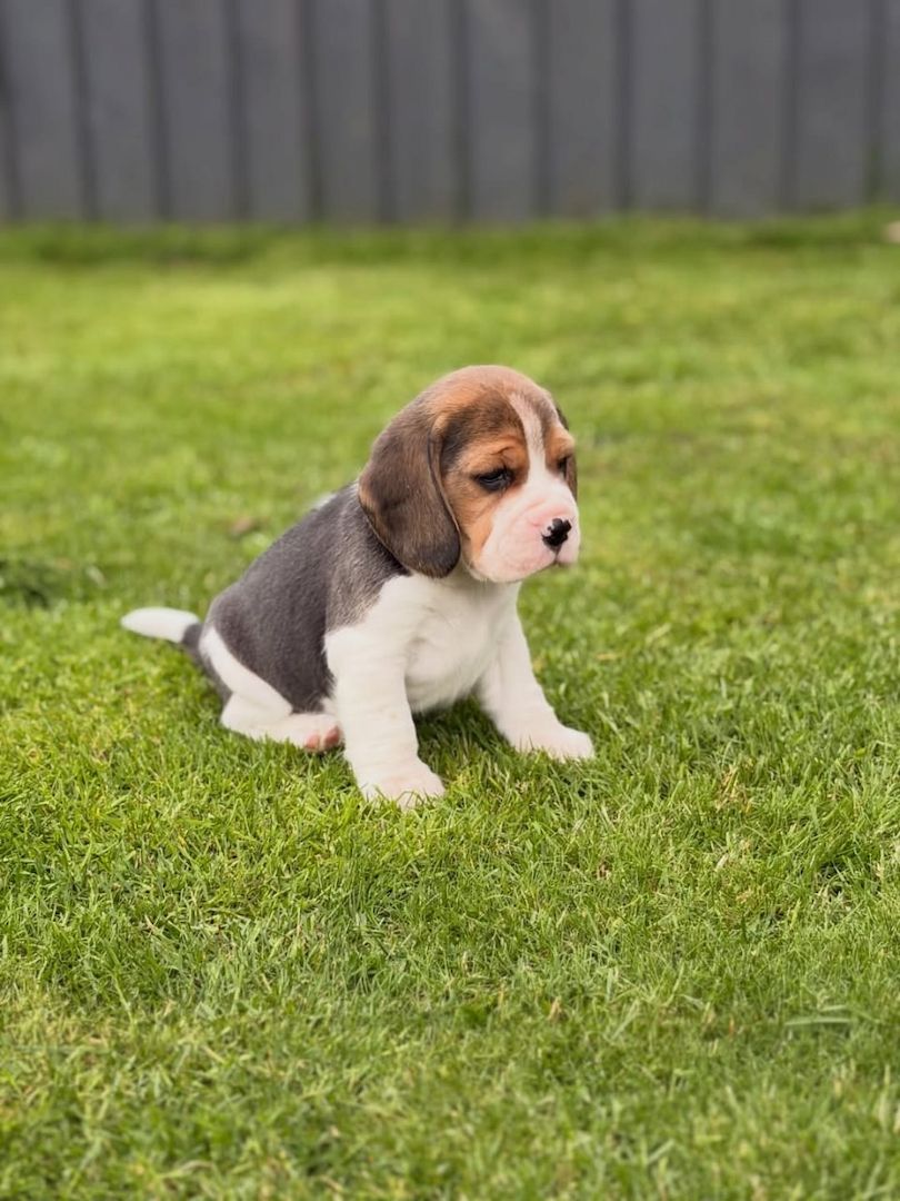 Entzückende Beagle-Welpen suchen ein liebevolles Zuhause!