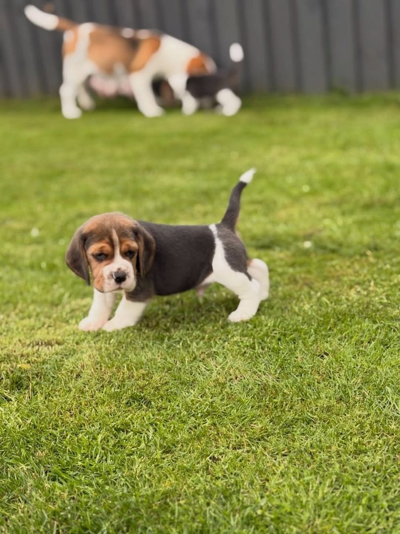 Entzückende Beagle-Welpen suchen ein liebevolles Zuhause!