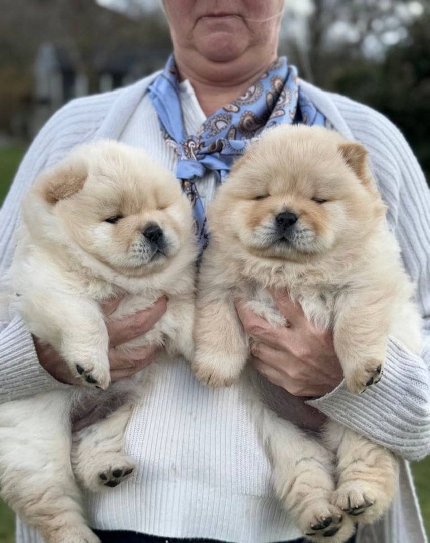 Chow-Chow-Welpen !!