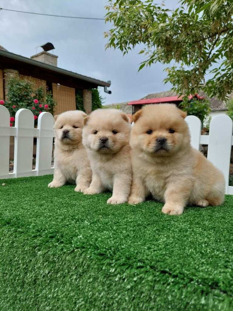 Chow-Chow-Welpen