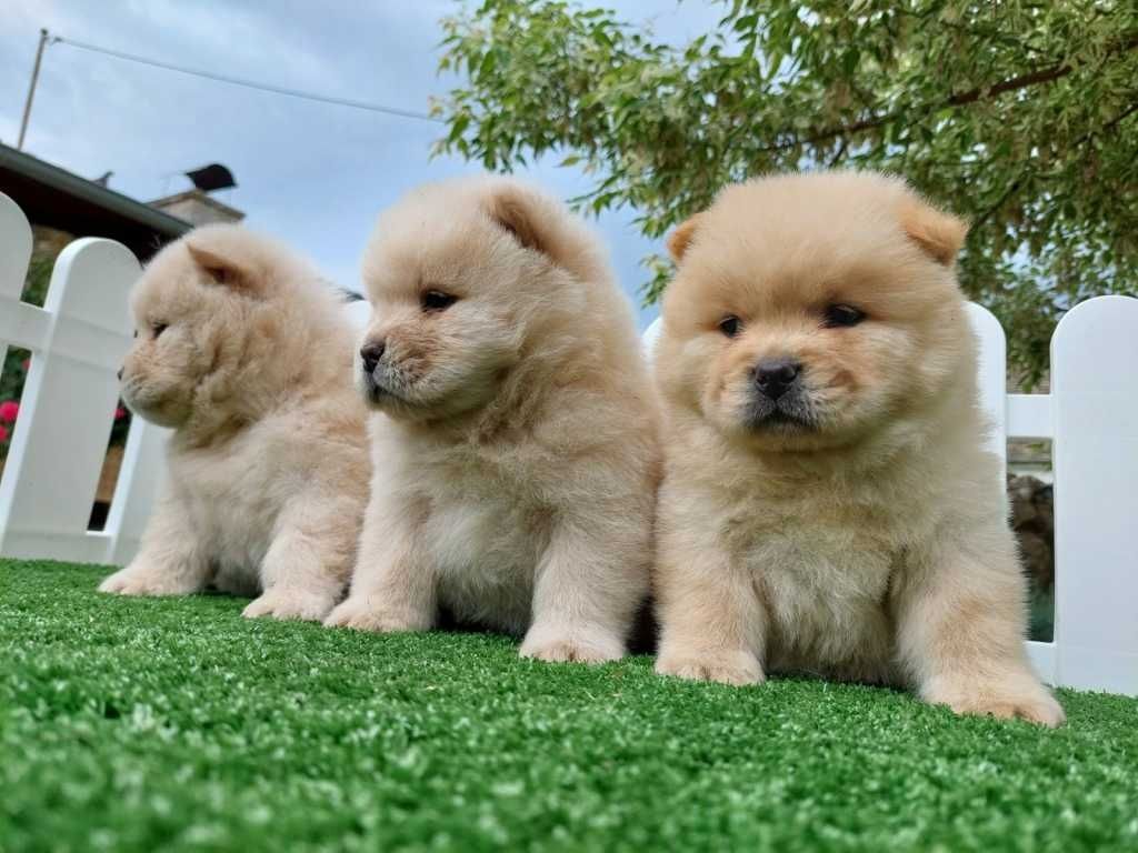 Chow-Chow-Welpen abzugeben