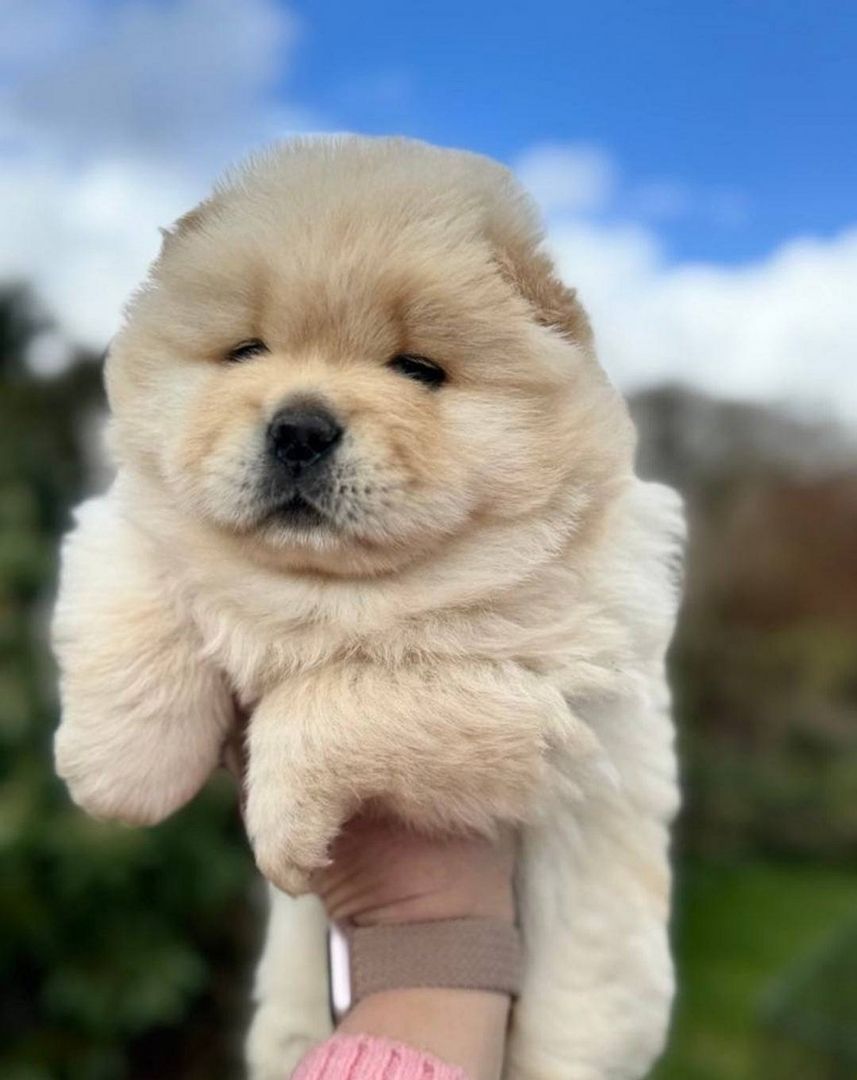 Chow-Chow-Welpen abzugeben,