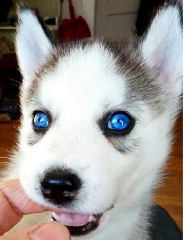 Siberian Husky Welpen