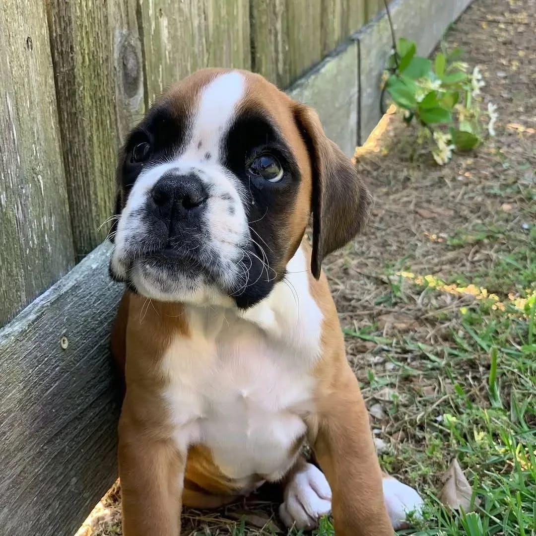 Entzückende Boxer-Welpen suchen ein liebevolles Zuhause!