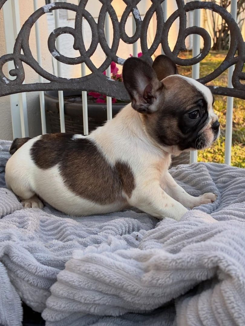 Entzückende Französische Bulldoggen-Welpen suchen ein liebevolles Zuhause!