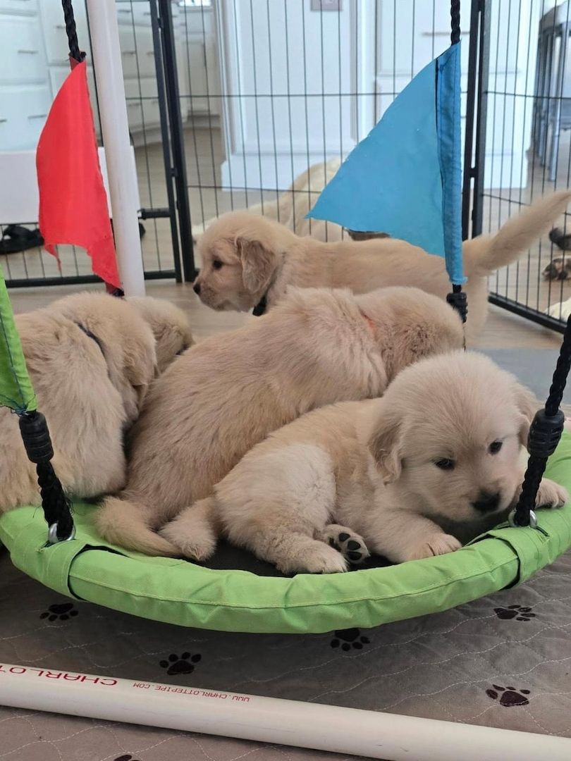Entzückende Golden-Retriever-Welpen suchen ein liebevolles Zuhause!