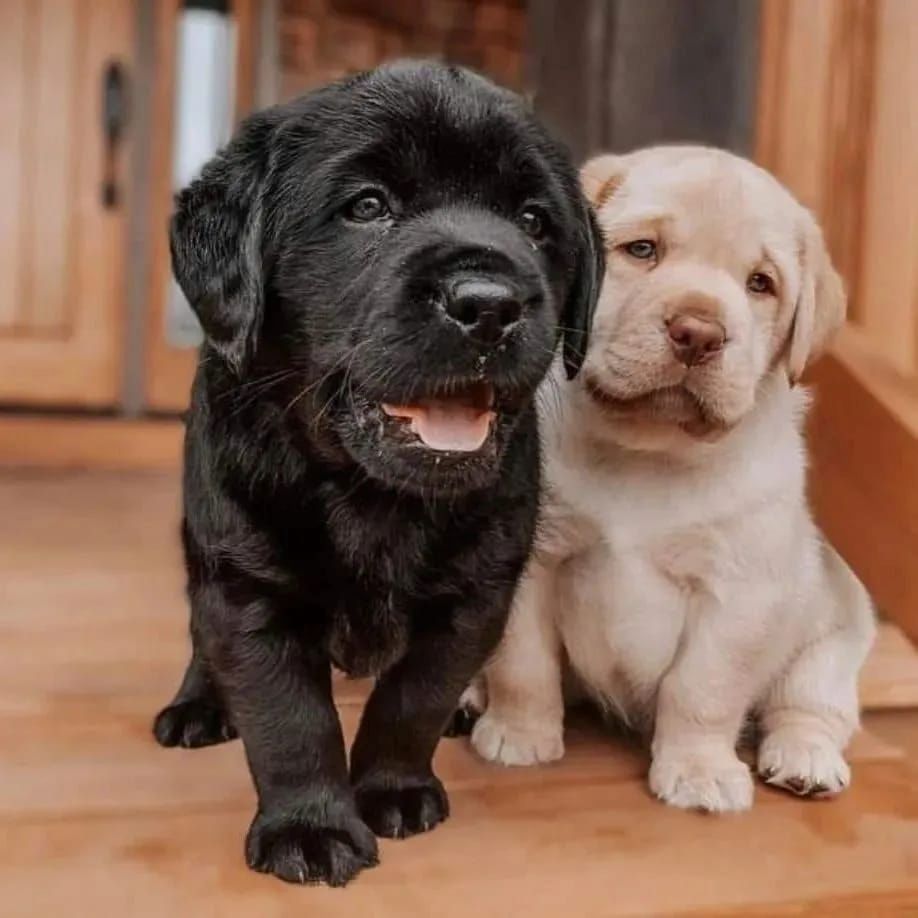 Entzückende Labrador-Welpen suchen ein liebevolles Zuhause!