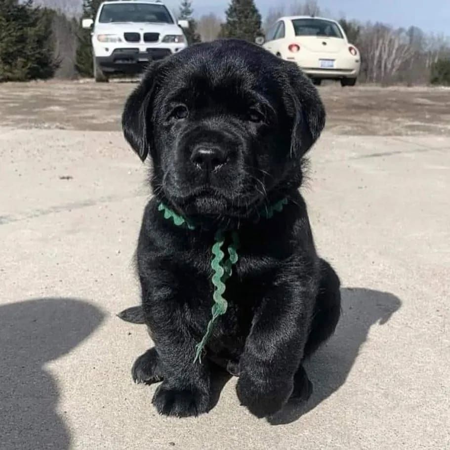 Entzückende Labrador-Welpen suchen ein liebevolles Zuhause!