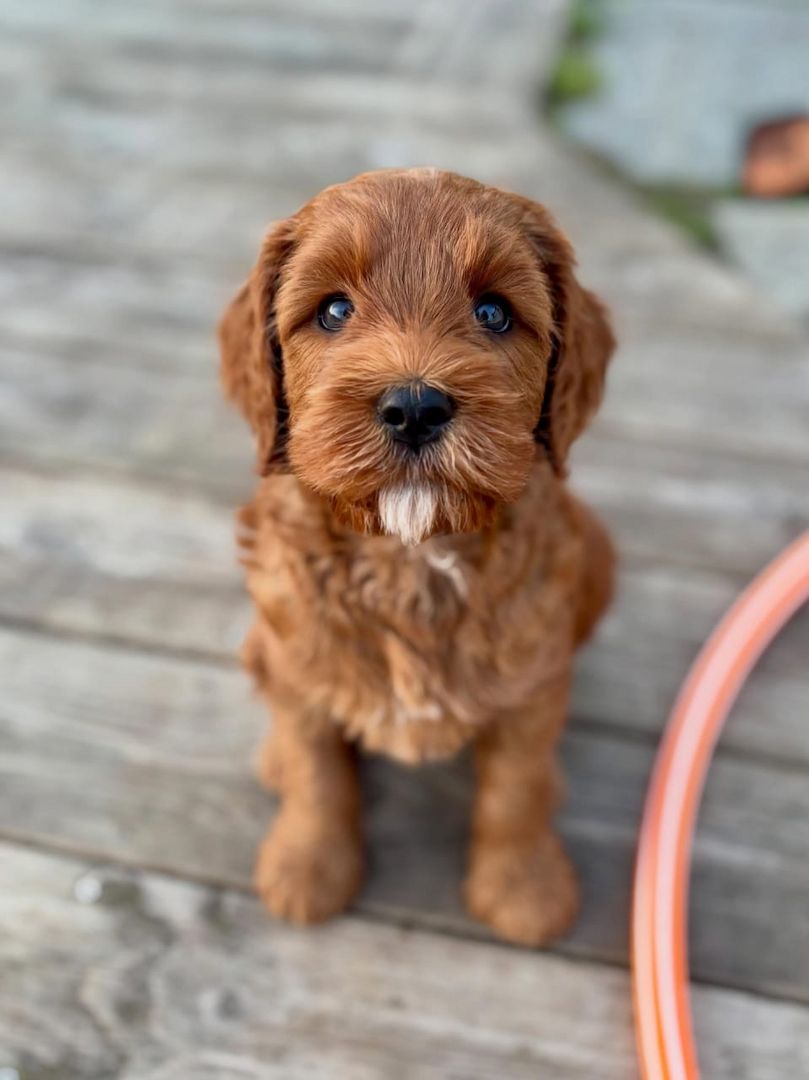 Entzückende Labradoodle-Welpen suchen ein liebevolles Zuhause!
