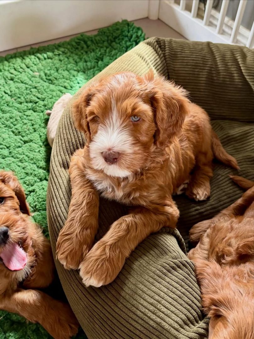 Entzückende Labradoodle-Welpen suchen ein liebevolles Zuhause!
