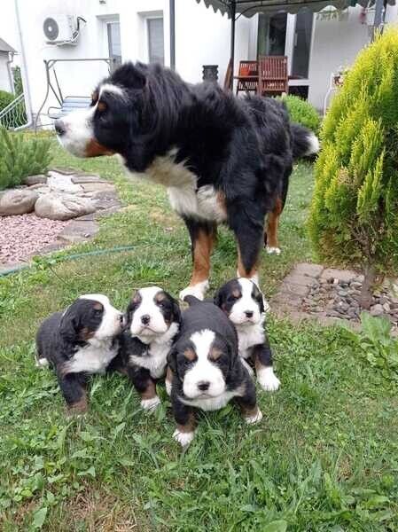 Berner Sennenhundwelpen zu vermitteln