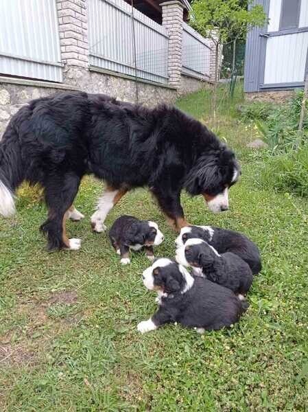 Berner Sennenhundwelpen zu vermitteln
