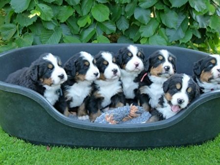 Berner Sennenhundwelpen zu vermitteln