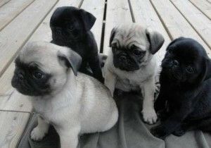 Mops-Welpen zu vermitteln