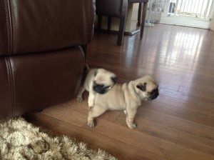 Mops-Welpen zu vermitteln