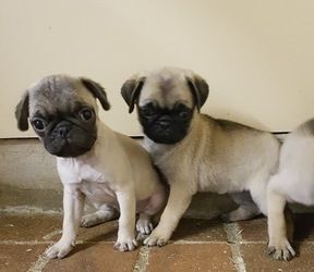 Mops-Welpen zu vermitteln
