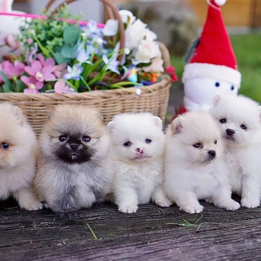 Pomeranian-Welpen zu adoptieren