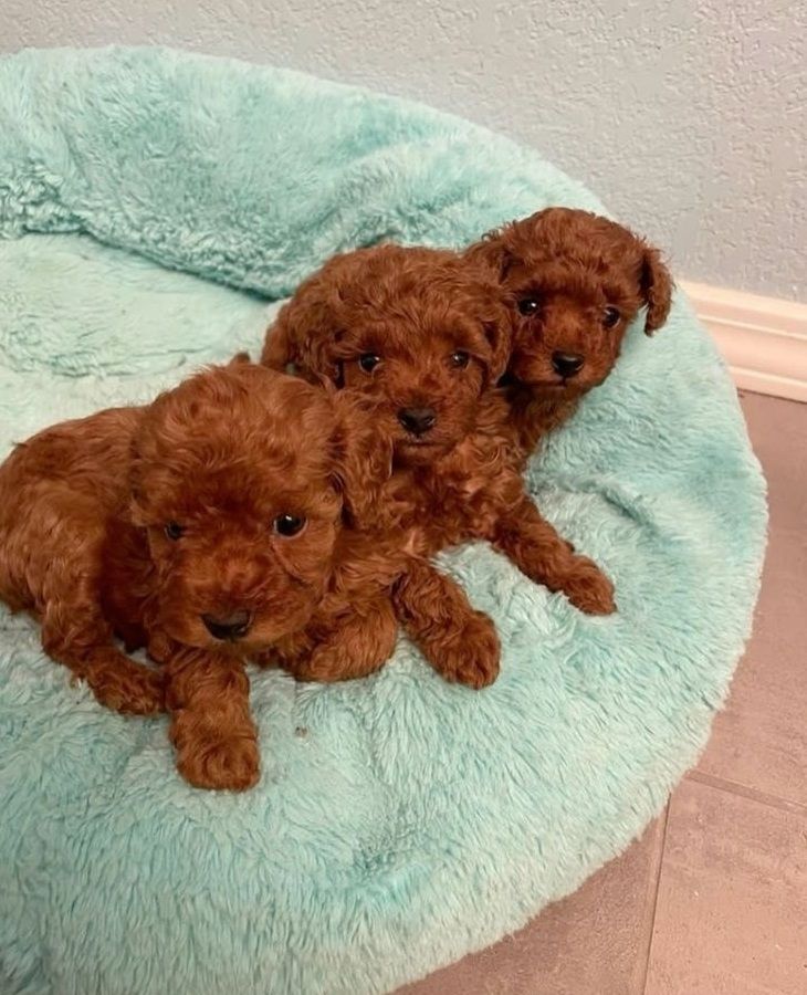 Pudelwelpen zu adoptieren