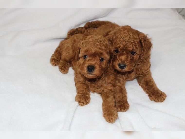 Pudelwelpen zu adoptieren