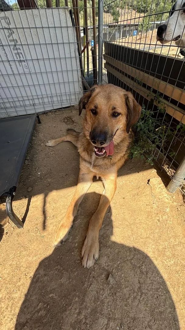 Alf