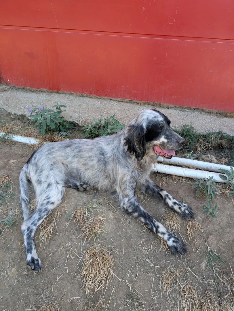 Errol – wunderschöner Setter sucht seine Herzensmenschen ❤️