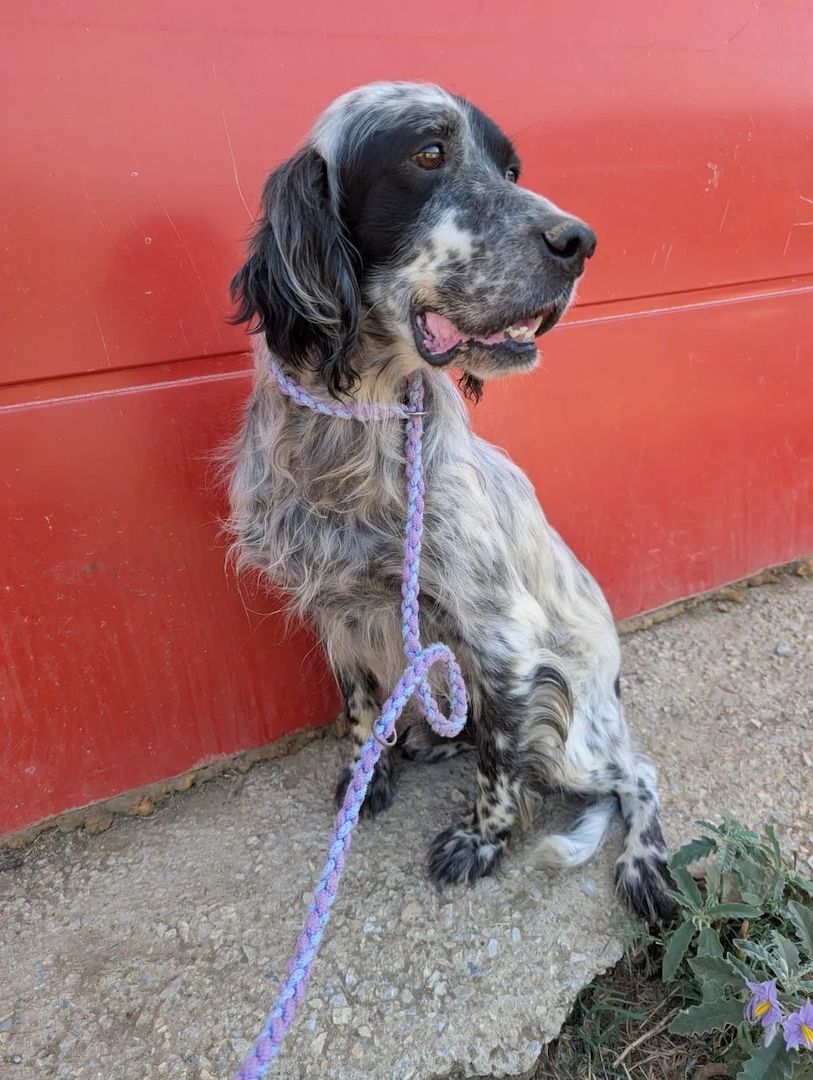 Errol – wunderschöner Setter sucht seine Herzensmenschen ❤️